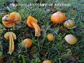 Hygrocybe chlorophana var.aurantiaca-amf2021
